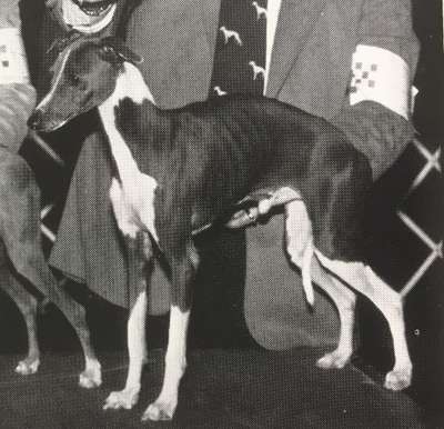 Elysee's Buster