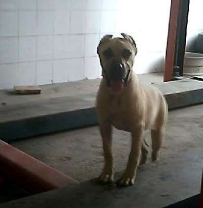 BAMBY