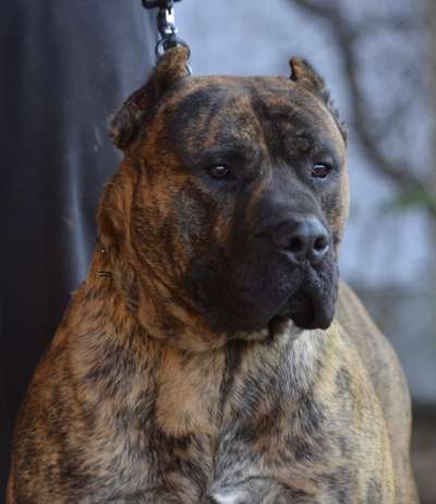 ARMAGEDON COLOSSUS OF BUKULJA