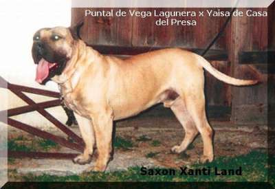SAXON XANTI LAND