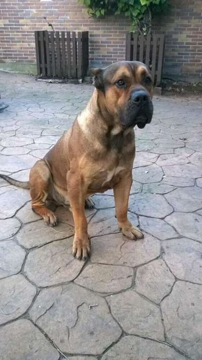 DRAGO DE KING ZULU