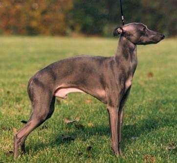 Il Cagnolino Celino