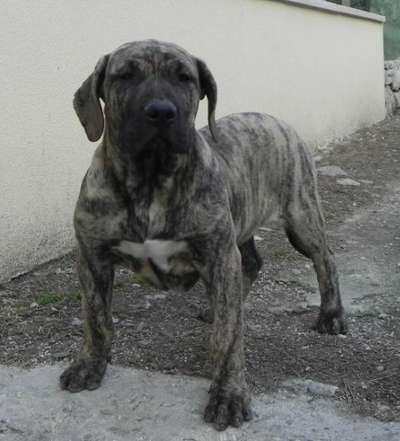 VICTOR DE SPALATO BULL
