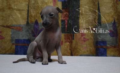 Canis Nobilitas Yash
