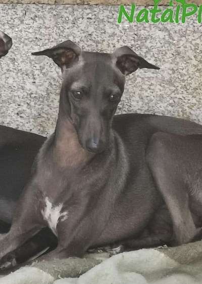 Hanna De Escriba Divino