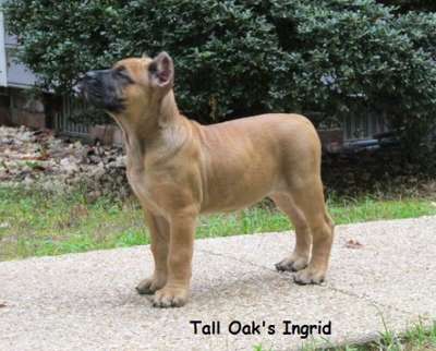 TALL OAK'S INGRID
