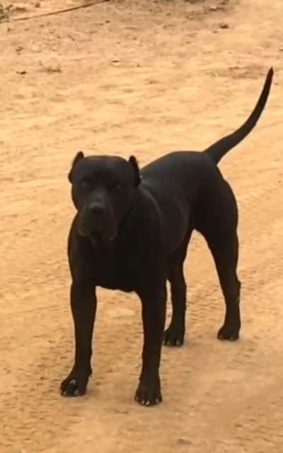 PUTIN DE JULIO ALVITES KENNEL'S