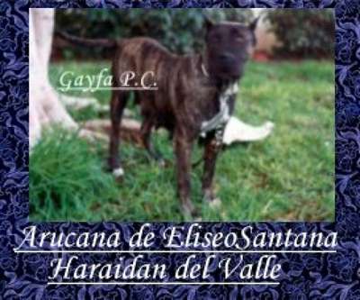 Araucana de Haridian del Valle