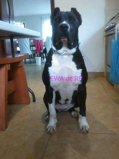 EWA DE PCRP KENNEL