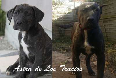 ASTRA DE LOS TRACIOS
