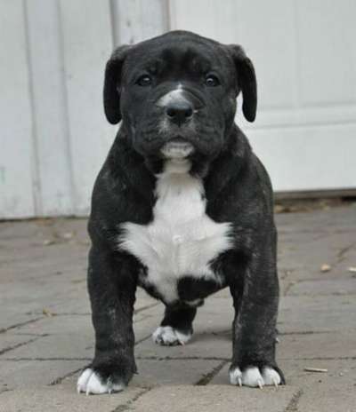 GOA K9 MADNESS