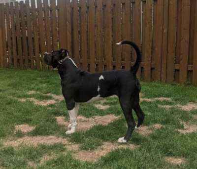 NIRA DE PCRP KENNEL