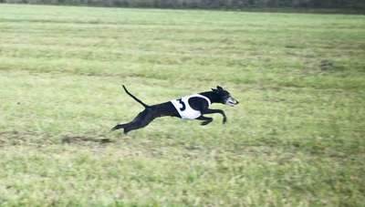 Yvet Feritte Bugsy