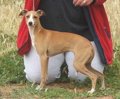 Tunamara Shanaia
