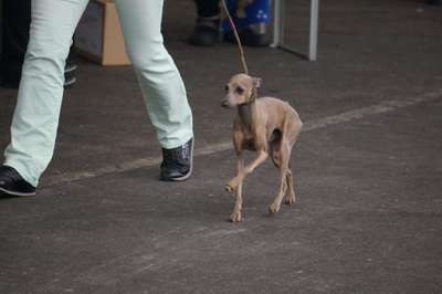 Adeodato Sole più piccolo
