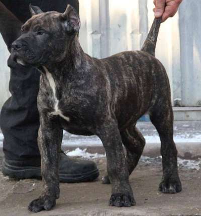 APOLO NOBLE SANGRE