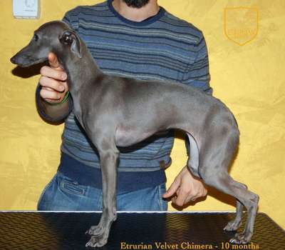 Etrurian Velvet Chimera