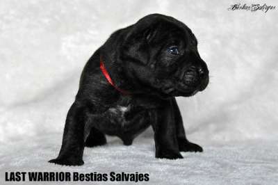 LAST WARRIOR BESTIAS SALVAJES
