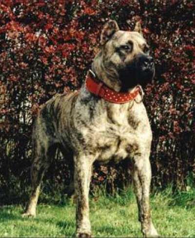 TAJFA DOLINA ROSY