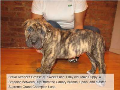 BRAVO KENNEL’S GREASE