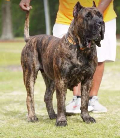 BEASTMASTER DIOR