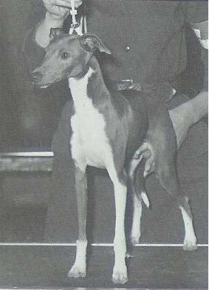 Nelshire's Jack Of Diamonds