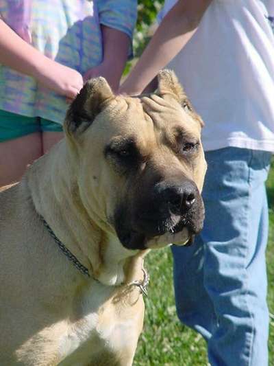 PRIDE ROCK'S MISS BEHAVEN
