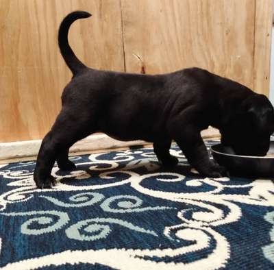 MONACAN'S BLACK SHUCK