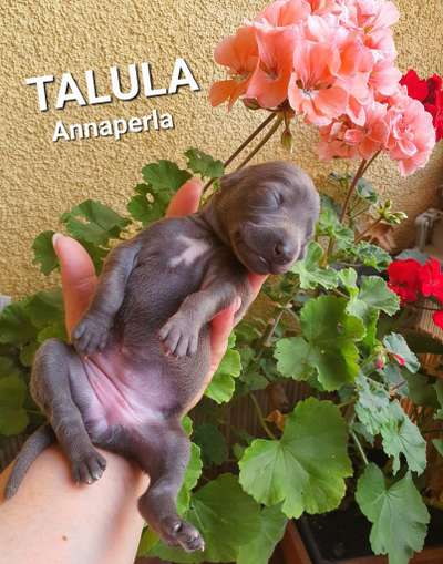 Talula Annaperla