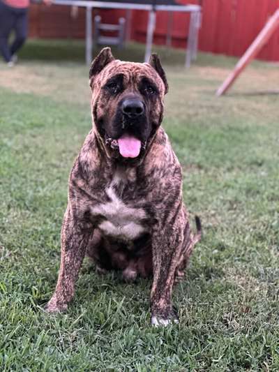 CHICAGO’S GLORY KENNEL BENJI