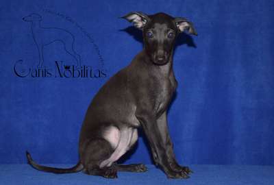 Canis Nobilitas Zack