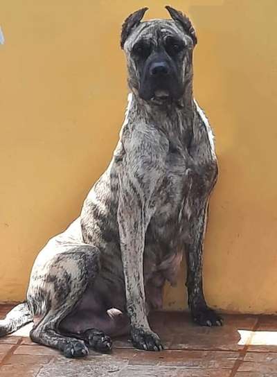 FELINA CHETARA