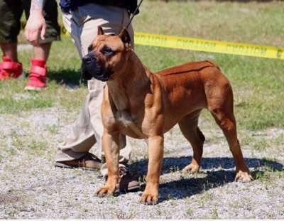 MID AMERICA K-9 ANNABELLE