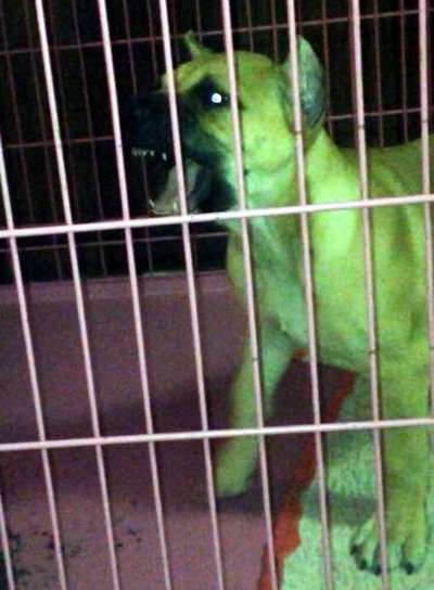 LA JEFA XIOMARA DE CHAPMAN KENNEL