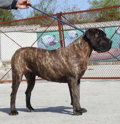 ENA BELLA DE PERROS VARNA