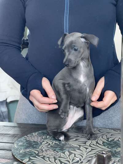 Pekkulika's Agnese