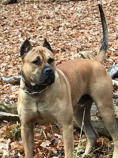 CONQUISTADOR'S SYRUS