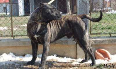 CANIBAL DIABLO DI ORO (MAIGRET)