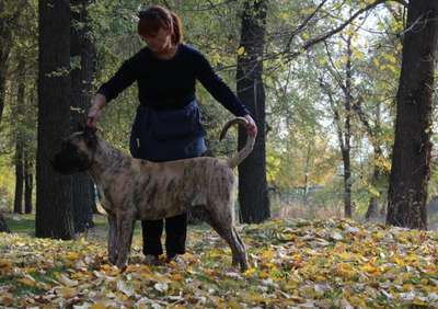 BOSS BULL CANARIO ARTHUR
