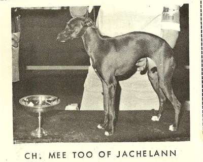 Mee Too Of Jachelann