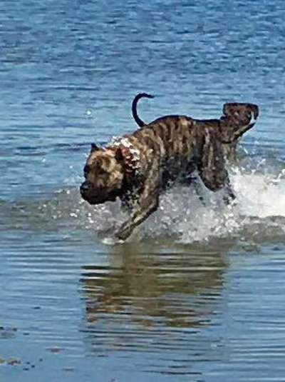 CRON DE PEYRE KENNELS
