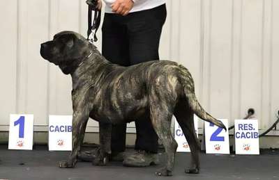 IRINA DE LA HUELLA DEL PRESA CANARIO