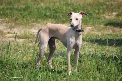 Rudi Valentino Del Colle Folignato