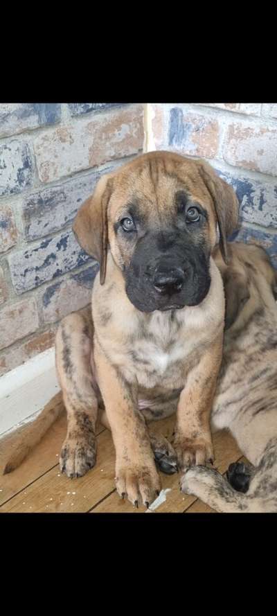 BOSS BULL CANARIO DRACO