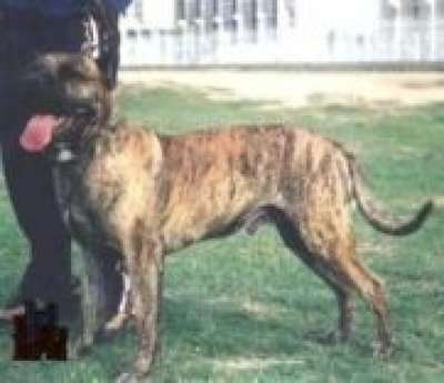 IVOR