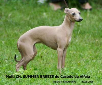 Summer Breeze Do Castelo De Alfaia