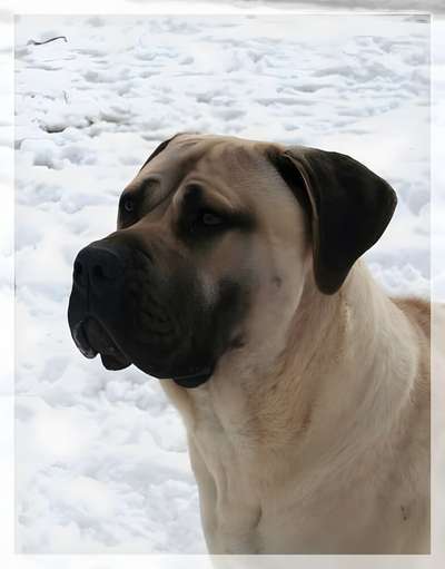 ORO DE CANMUC