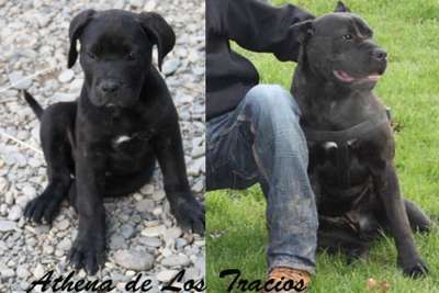 ATHENA DE LOS TRACIOS