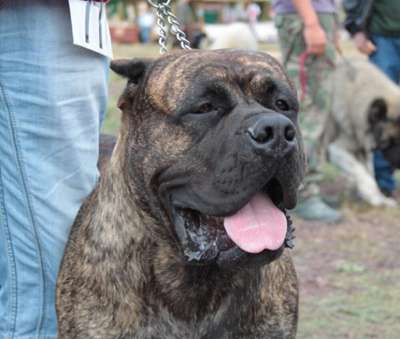 DOGO MIRACLE ZEUZS