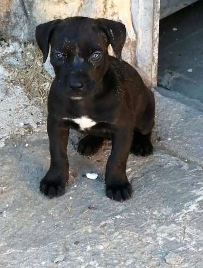 TROYA DE KING ZULU